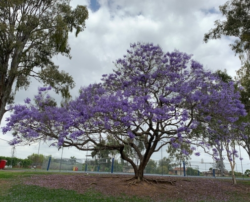 Corinda State High School 6