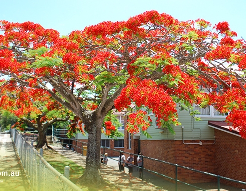 Balmoral State High School 1 Balmoral State High School 1