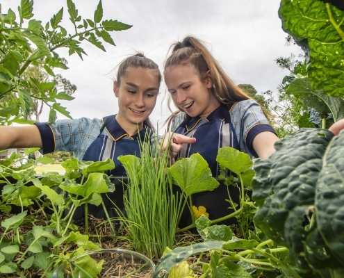 Immanuel College: Food and Hospitality Garden