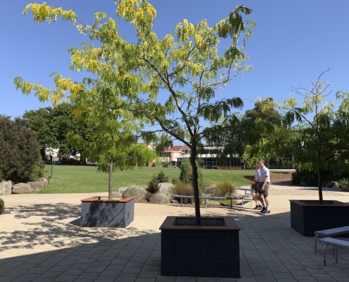 scotch_oakburn_coll_14