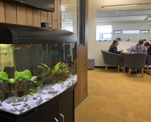 scotch_oakburn_coll_22