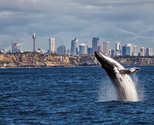 Humpback whale off Sydney skyline